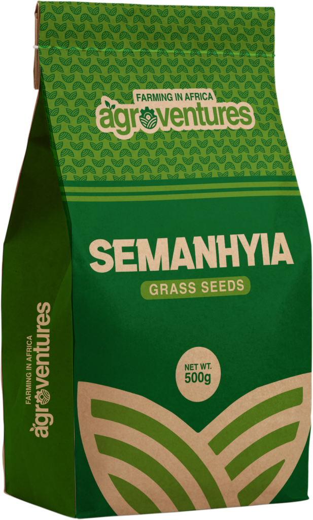 Semanhyia Grass